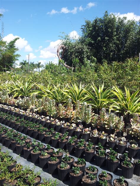 Wholesale plant nursery
